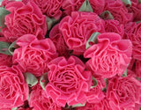 Satin Cabbage Roses - Hot Pink - Set of 10